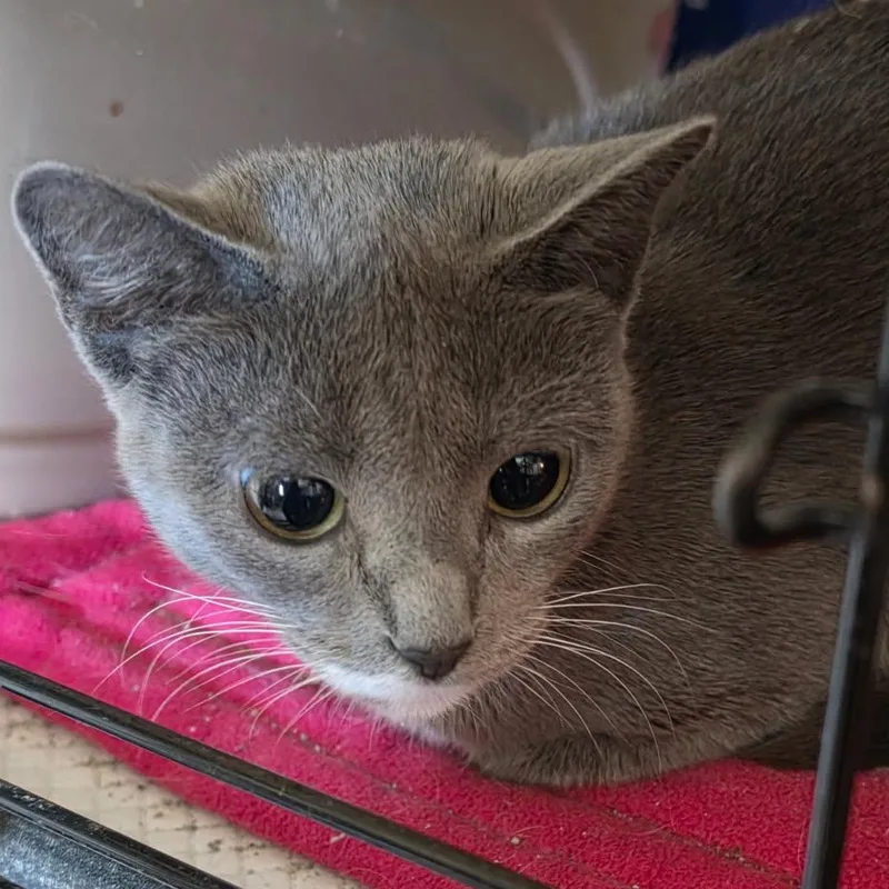 A young medium-sized female Gray & White Domestic Short Hair cat named Destiny for adoption in Delmont, PA
