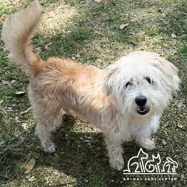 A young medium-sized male Wheaten Terrier dog named Chevy for adoption in Irvine, CA