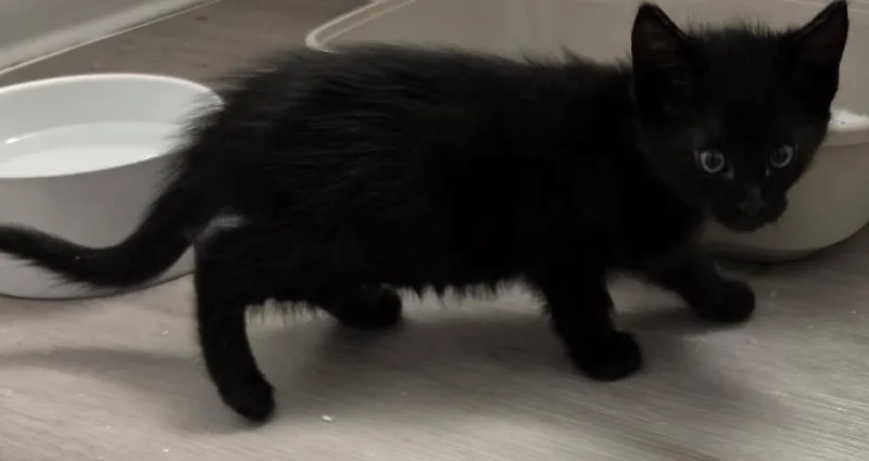 A baby medium-sized male Domestic Short Hair cat named Vega for adoption in Tampa, FL