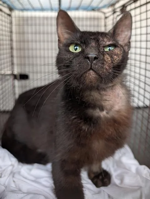 A young medium-sized female Domestic Short Hair cat named Catalina for adoption in San Antonio, TX