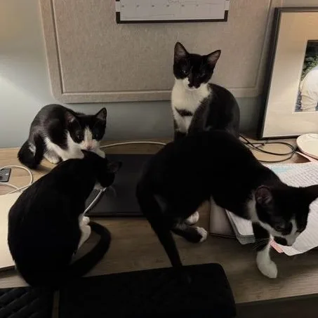 A baby medium-sized male Black & White / Tuxedo Domestic Short Hair cat named Jafar for adoption in Fairfax Station, VA