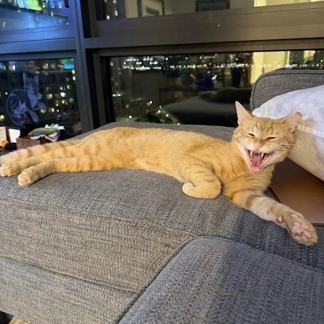 A young medium-sized male Orange / Red Domestic Short Hair cat named Lionfish for adoption in brooklyn, NY
