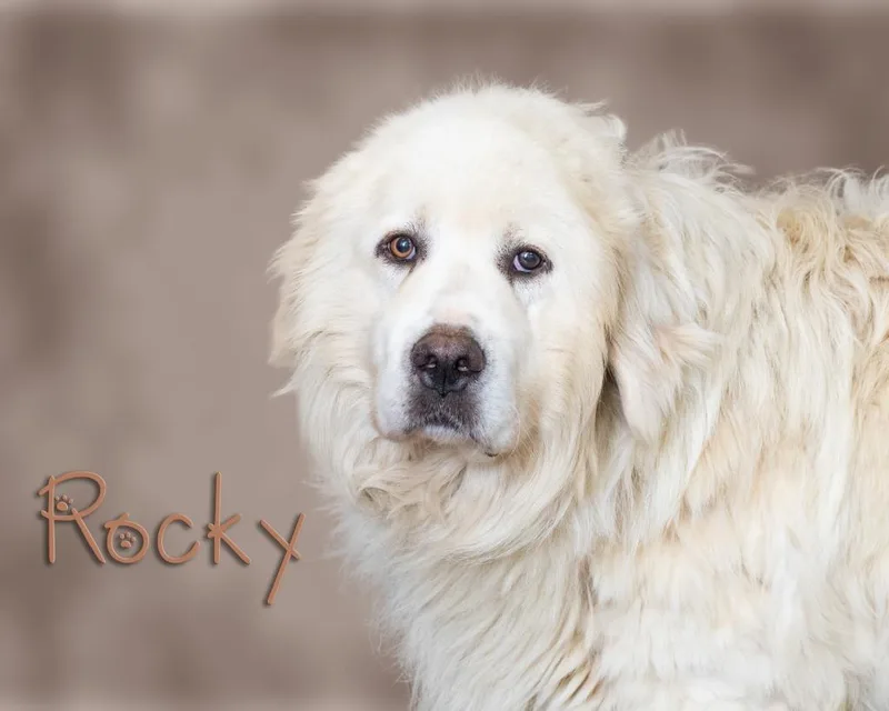 Rocky