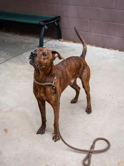 An adult large-sized male Mixed Breed dog named Superbad for adoption in Chamblee, GA