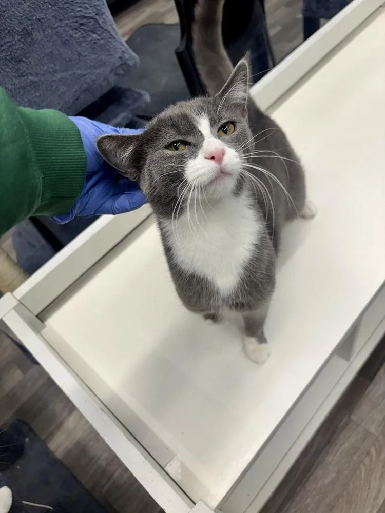 A young medium-sized female Gray & White Domestic Short Hair cat named Petra for adoption in West Mifflin, PA
