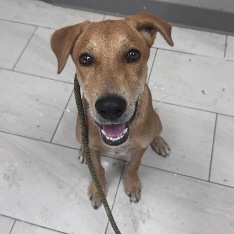 An adult medium-sized male Carolina Dog dog named Marvin for adoption in Lufkin, TX