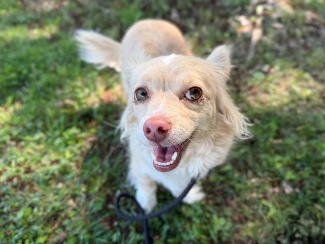 A young small-sized female Terrier dog named Miss Monique for adoption in Antioch, CA