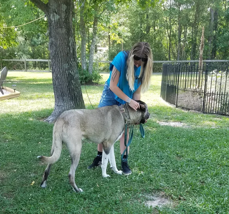 A baby extra large-sized male Yellow / Tan / Blond / Fawn Anatolian Shepherd dog named Poe for adoption in Wilmington, NC