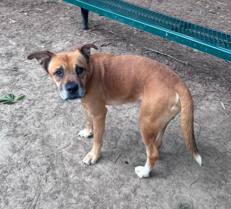 An adult medium-sized male Shepherd dog named Edgarallen Crow for adoption in Little Rock, AR