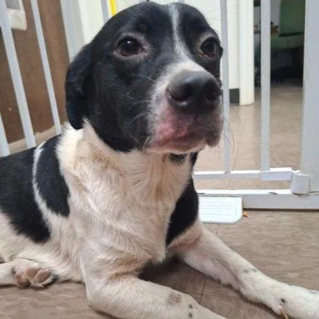 An adult medium-sized female Corgi dog named Moo for adoption in East Hanover, NJ