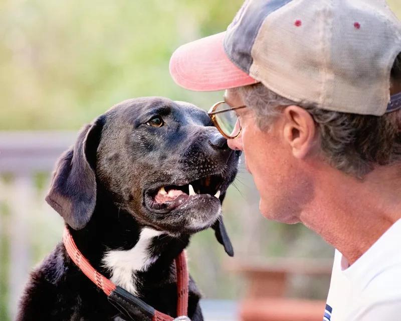A senior large-sized male Black Labrador Retriever dog named Finn sweet boy for adoption in Boulder, CO