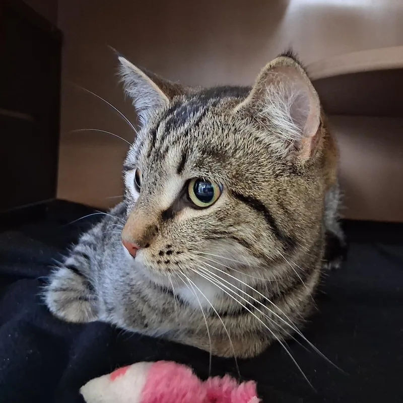 A young medium-sized female Brown / Chocolate Domestic Short Hair cat named Gossip for adoption in Middlebury, VT