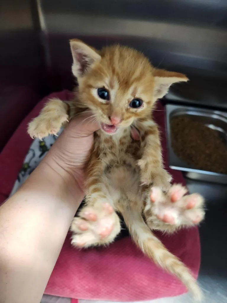 A baby small-sized male Domestic Short Hair cat named Simba for adoption in Brownwood, TX