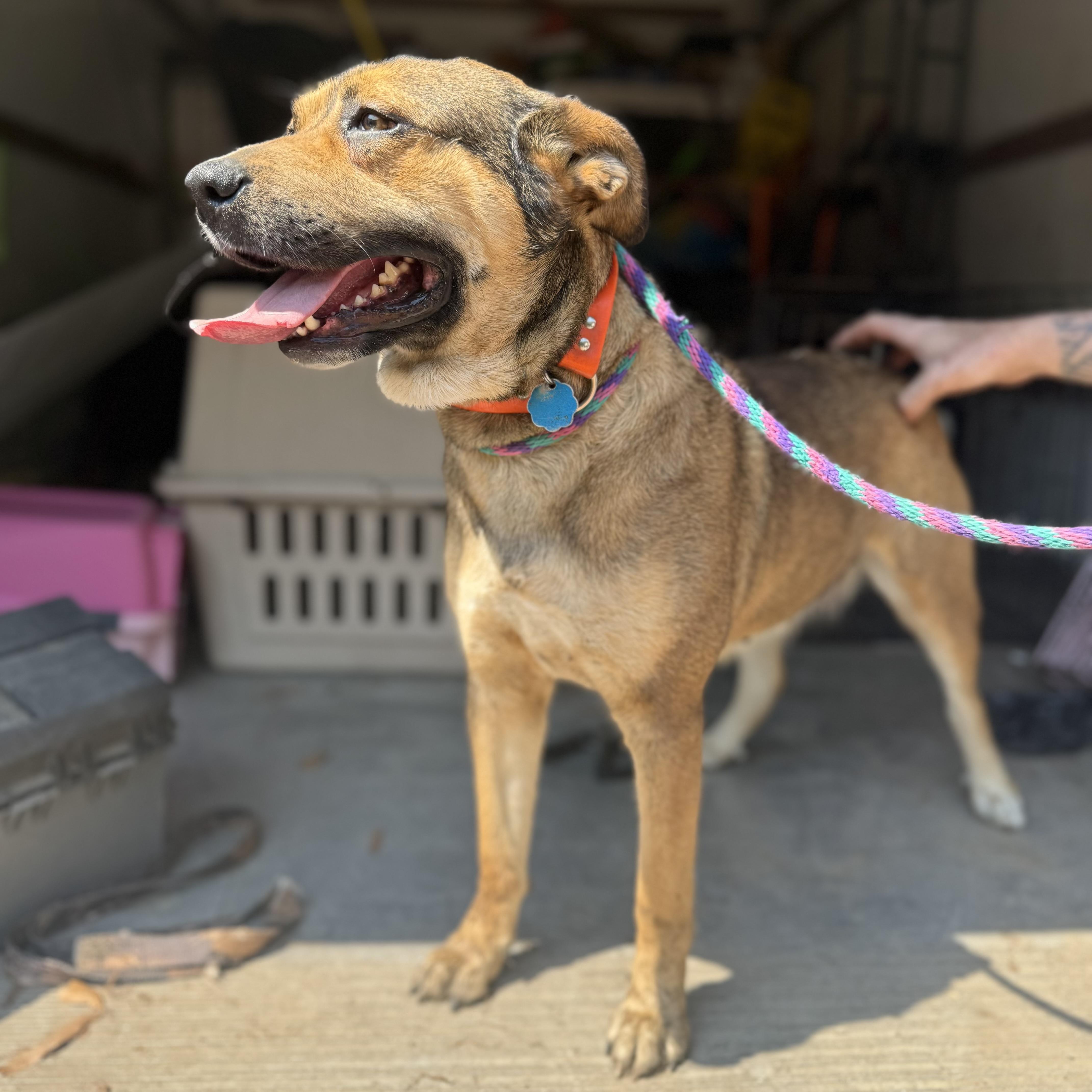 An adult medium-sized female Black Mountain Cur dog named Mona for adoption in Columbia, SC