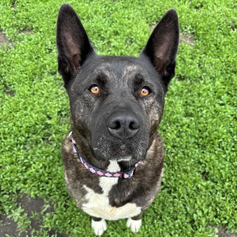 An adult large-sized female Brindle Akita dog named Nomi for adoption in Wadena, MN