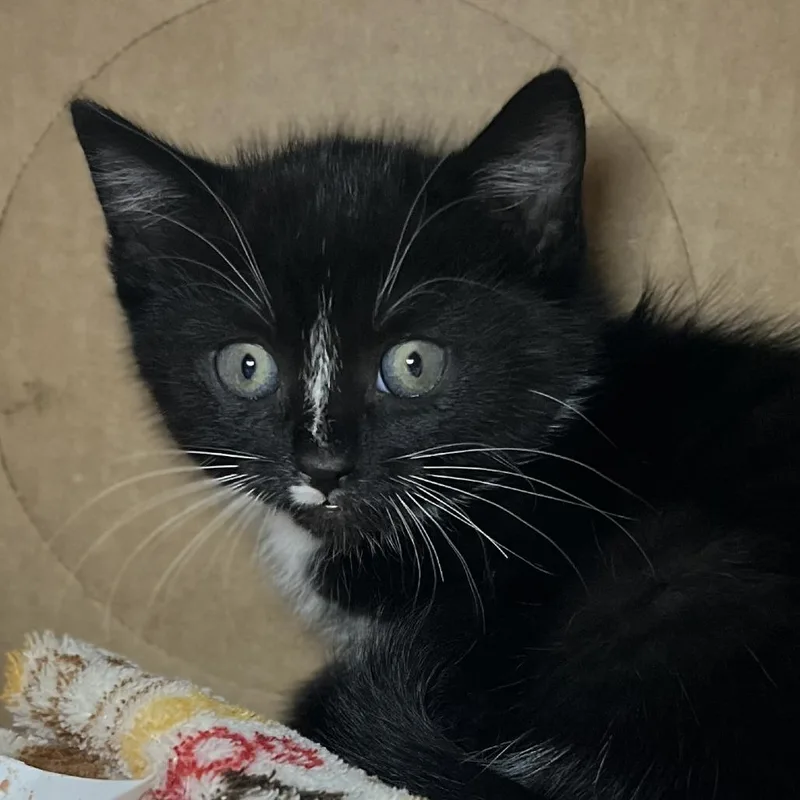 A baby small-sized female Black Domestic Short Hair cat named Navy for adoption in Palm Springs, CA