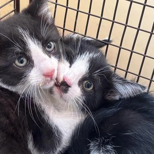 A baby small-sized male Black Domestic Short Hair cat named Momo for adoption in Pasadena, CA