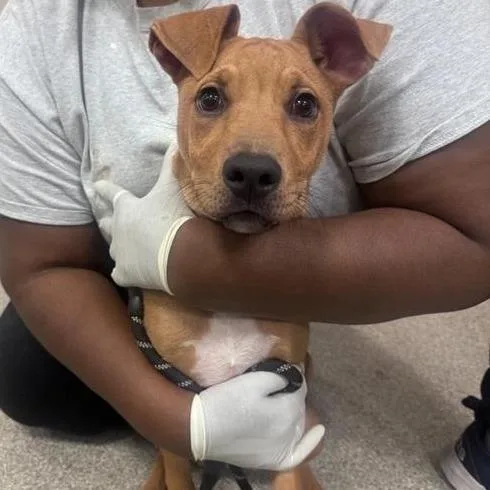A young small-sized male Brown / Chocolate Mixed Breed dog named Peanut Brittle for adoption in Jacksonville, FL