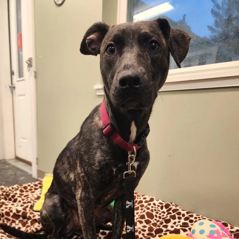 An adult medium-sized female Brindle Mixed Breed dog named Posie for adoption in Middlebury, VT