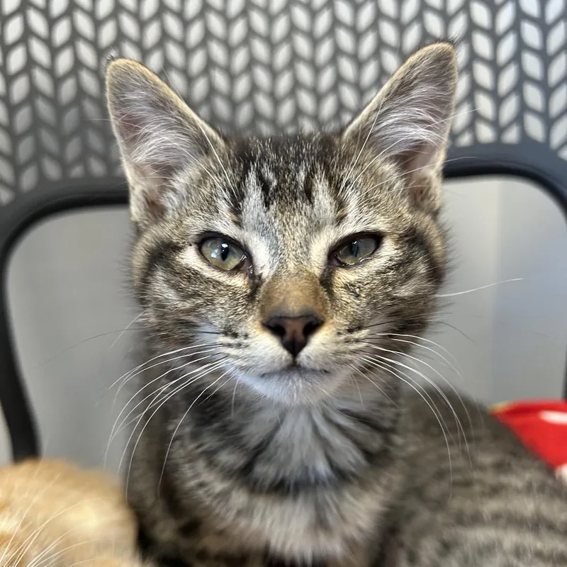 A baby small-sized female Domestic Short Hair cat named Goodman for adoption in Watertown, NY