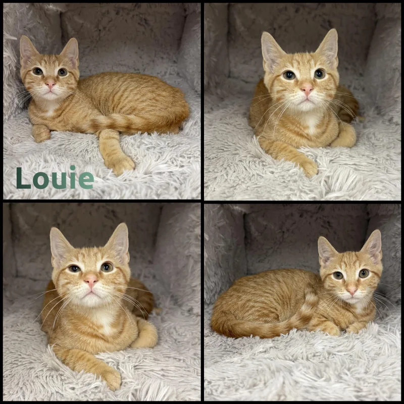 A baby small-sized male Tabby (Orange / Red) Domestic Short Hair cat named Louie for adoption in Louisville, KY