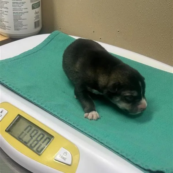 A baby small-sized male Brown / Chocolate Husky dog named Ry for adoption in Tacoma, WA
