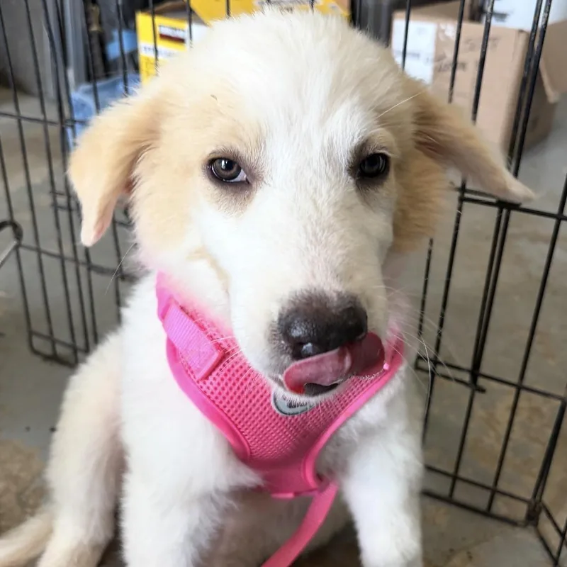 A baby large-sized female Great Pyrenees dog named Pebbles for adoption in Krum, TX