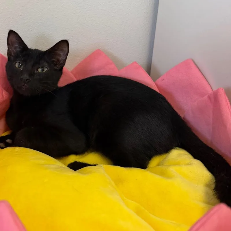 A young medium-sized male Domestic Medium Hair cat named Nick for adoption in Floresville, TX