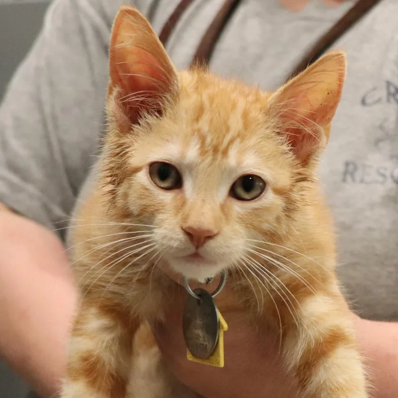 A baby small-sized male Domestic Short Hair cat named Dennie for adoption in Port Washington, NY