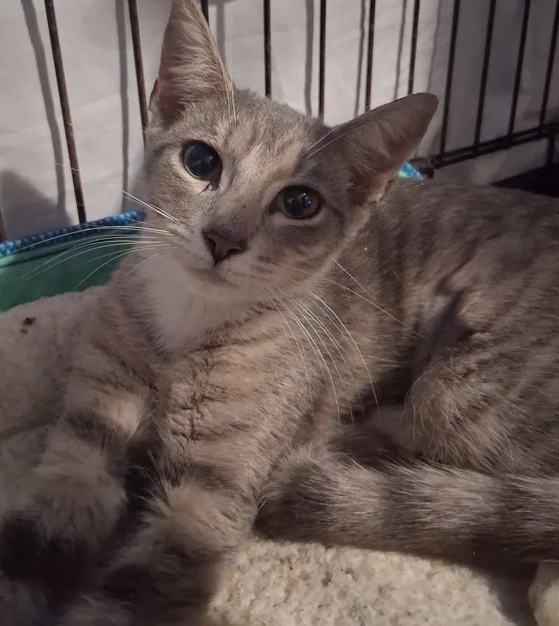 A young medium-sized female Domestic Short Hair cat named Oliwia for adoption in Satellite Beach, FL