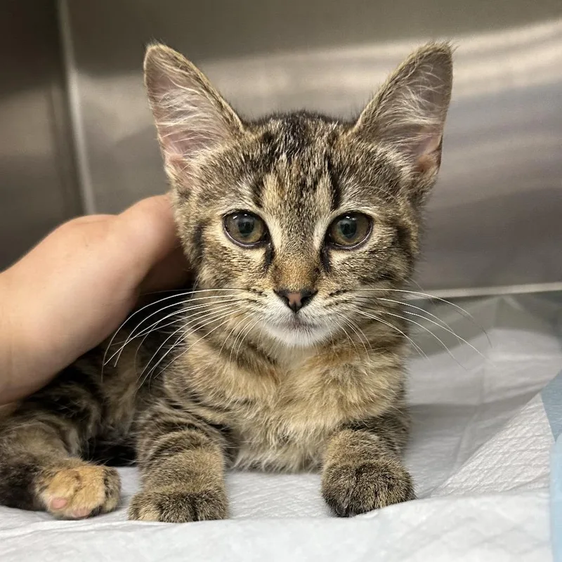 A baby small-sized female Domestic Short Hair cat named Karrie for adoption in Corbin, KY
