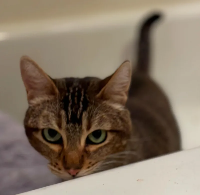 An adult medium-sized female Tabby (Buff / Tan / Fawn) Abyssinian cat named Angelina for adoption in Brentwood, CA
