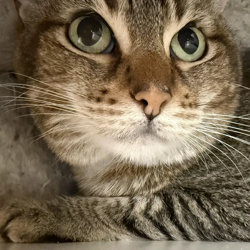 Angelina thumbnail 3