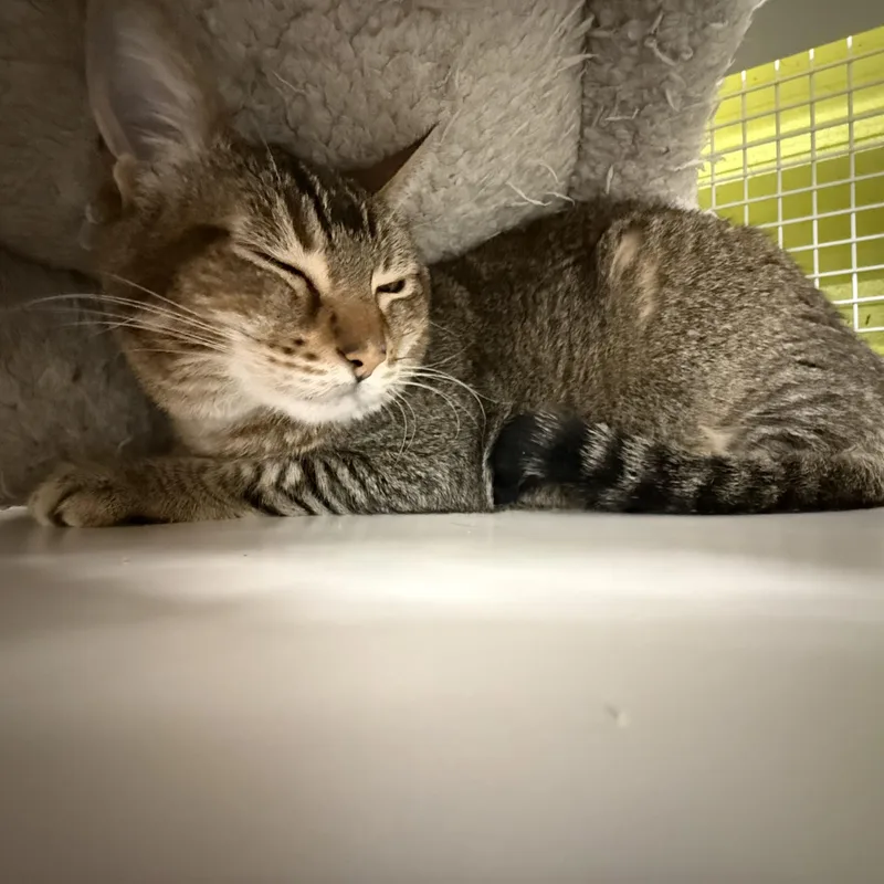 Angelina thumbnail 4