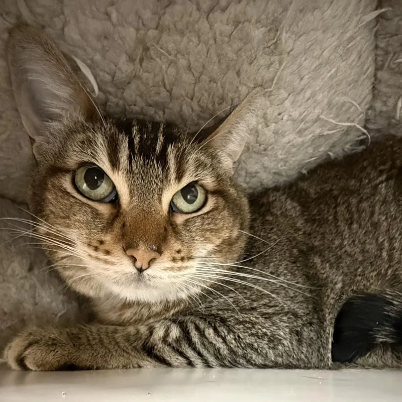 Angelina thumbnail 5