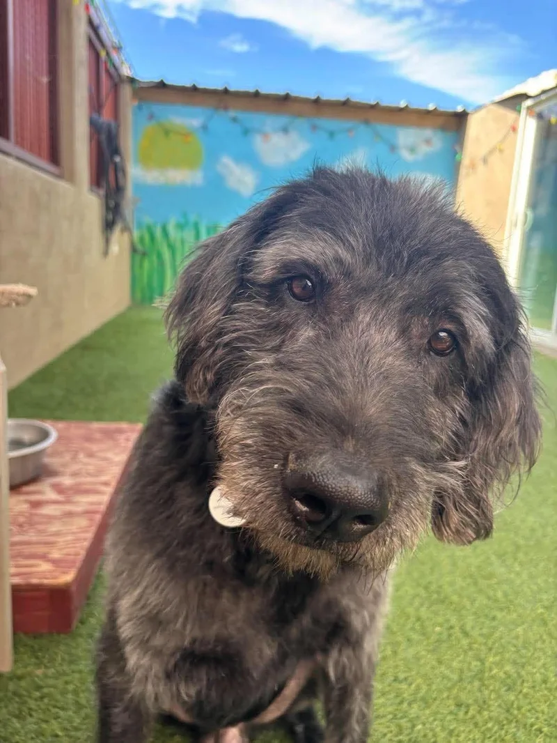 An adult large-sized male Labradoodle dog named Howard for adoption in Phoenix, AZ