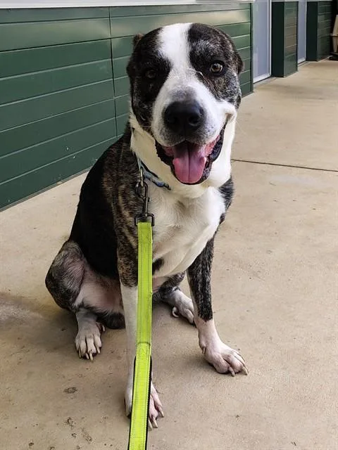 An adult medium-sized male German Shepherd Dog dog named Remington for adoption in Leesburg, VA