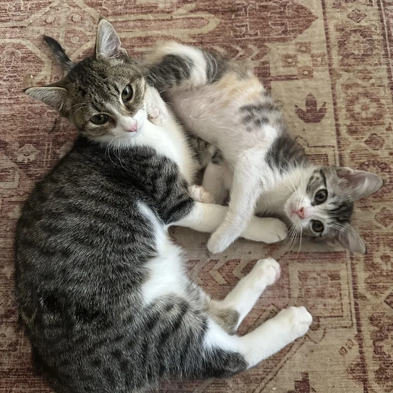 A baby medium-sized female Domestic Short Hair cat named Piplup for adoption in Davis, CA