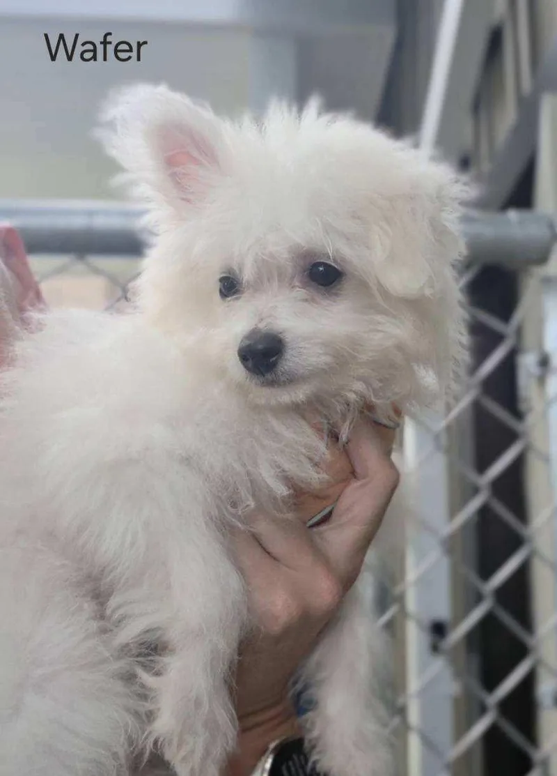 A baby small-sized male Pomeranian dog named Wafer for adoption in Ashland, OH