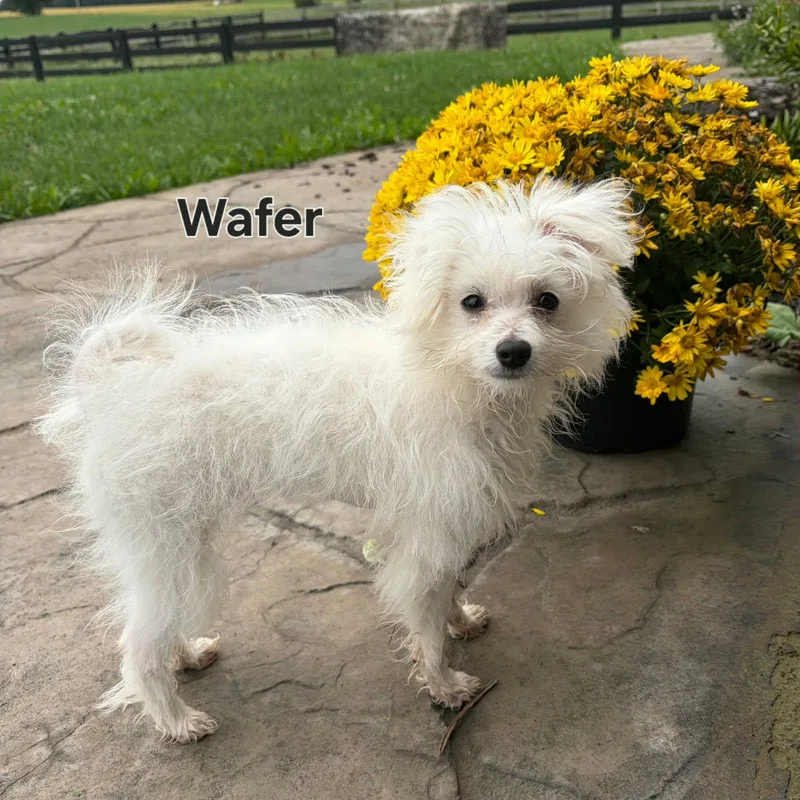 Wafer thumbnail 3