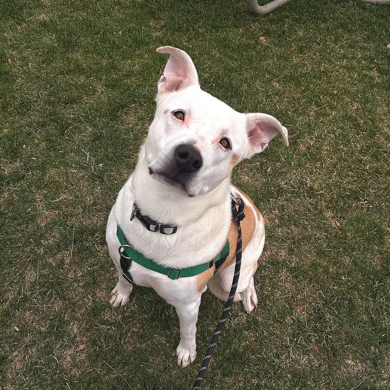 A senior medium-sized female White / Cream Mixed Breed dog named Polly for adoption in Murray, UT