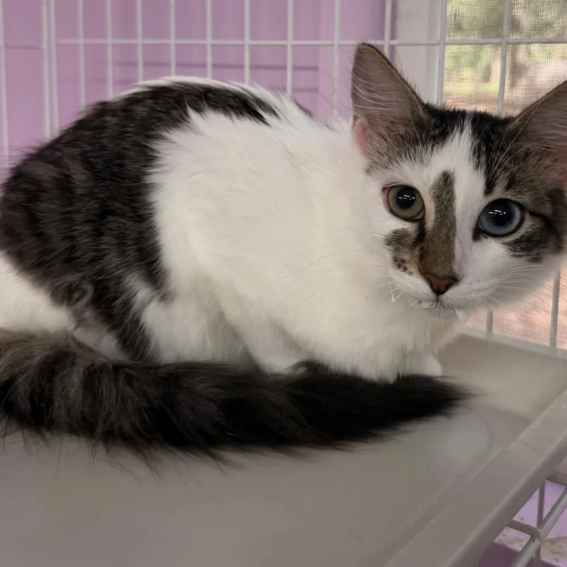 A baby small-sized female Black Domestic Medium Hair cat named Toasted for adoption in Boerne, TX