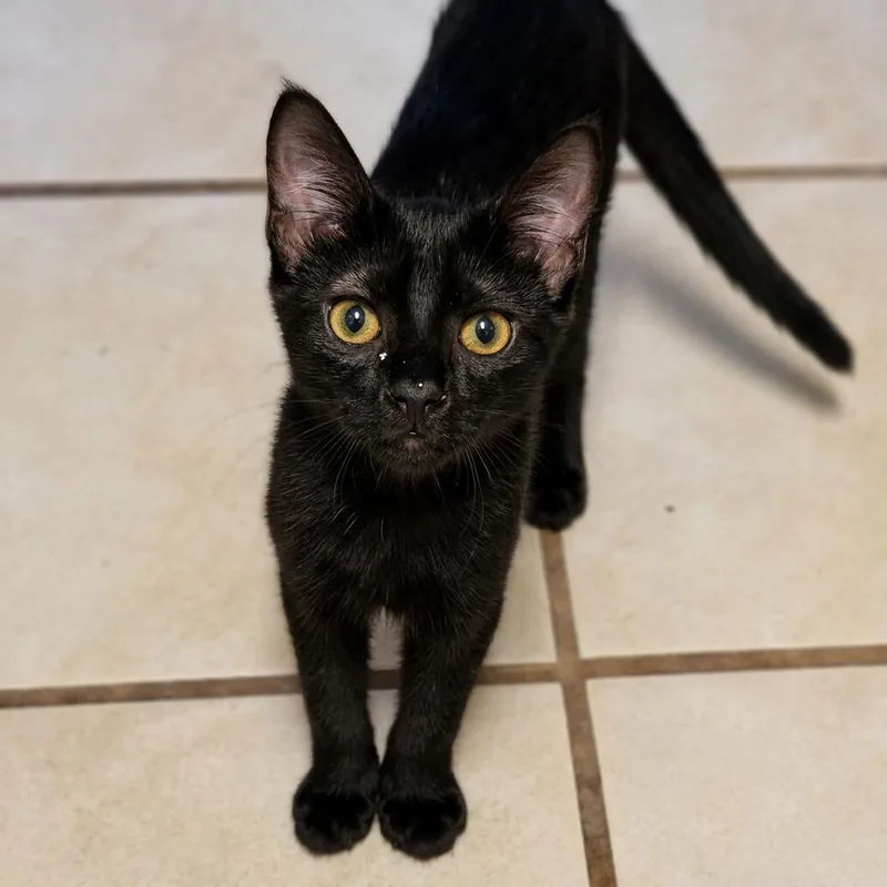 A baby medium-sized male Black Domestic Short Hair cat named Quincy for adoption in Austin, TX