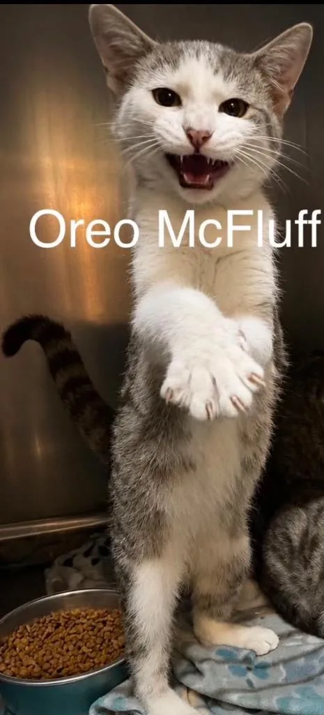 Oreo McFluff