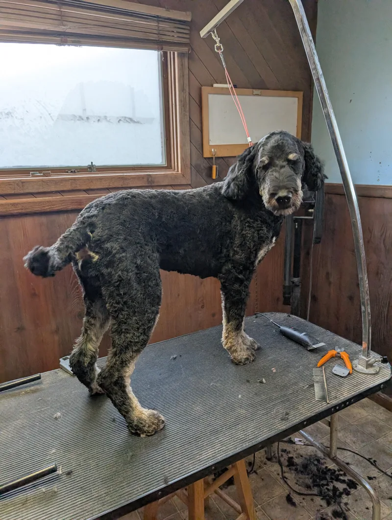 An adult large-sized female Bicolor Bernadoodle dog named Winnie for adoption in COEUR D ALENE, ID