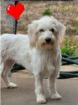 A young medium-sized female Maltese dog named Lyra for adoption in West Bloomfield, MI