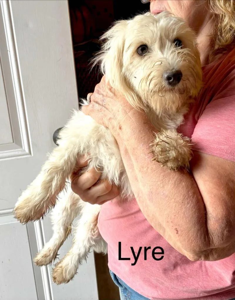 Lyra thumbnail 2