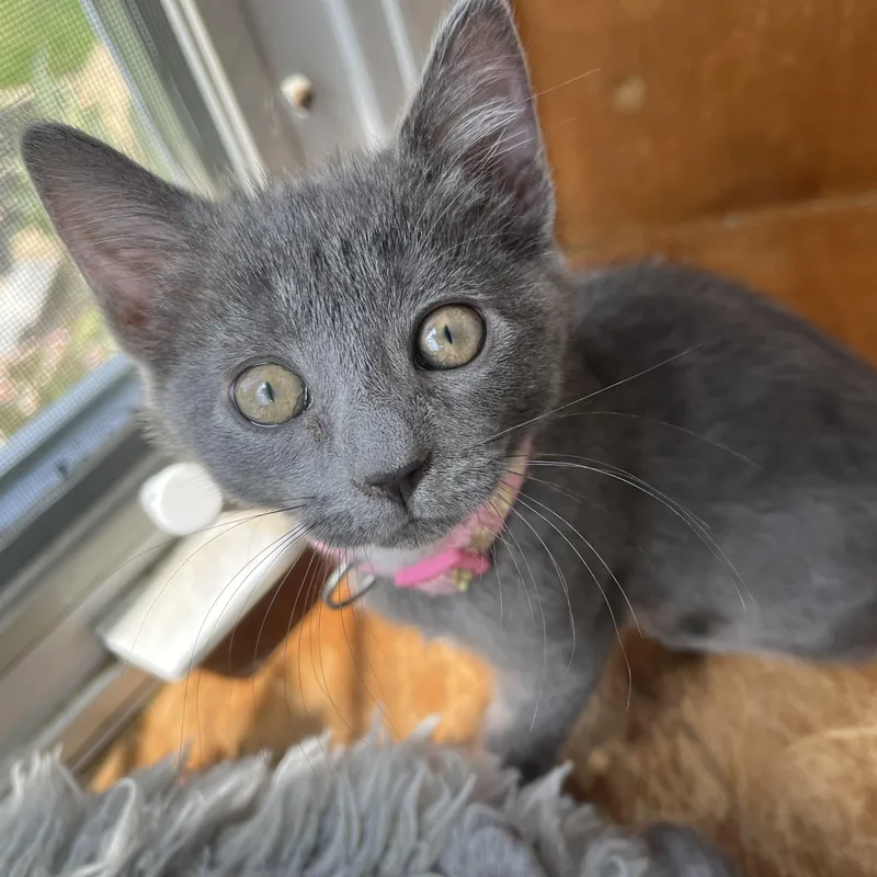 A baby medium-sized female Gray / Blue / Silver Domestic Short Hair cat named Jessie for adoption in Sewell, NJ