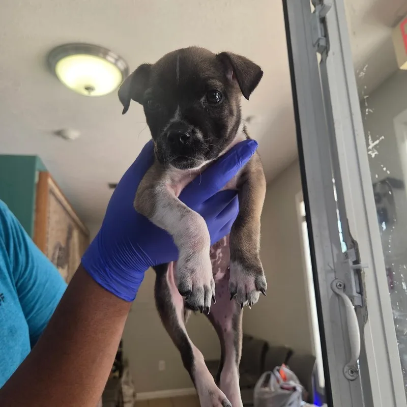 A baby small-sized female Brown / Chocolate Pit Bull Terrier dog named Darla for adoption in Starkville, MS