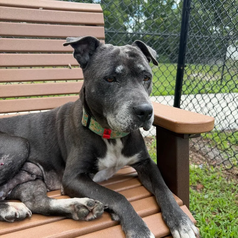 A senior medium-sized female Gray / Blue / Silver Mixed Breed dog named Delightful for adoption in Jacksonville, FL